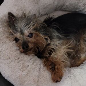 Meet your Posher, Bambi